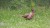 ring-necked-pheasant-5340624_1920.jpg