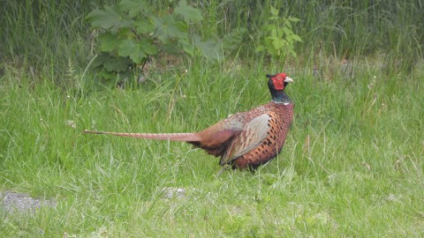 ring-necked-pheasant-5340624_1920.jpg